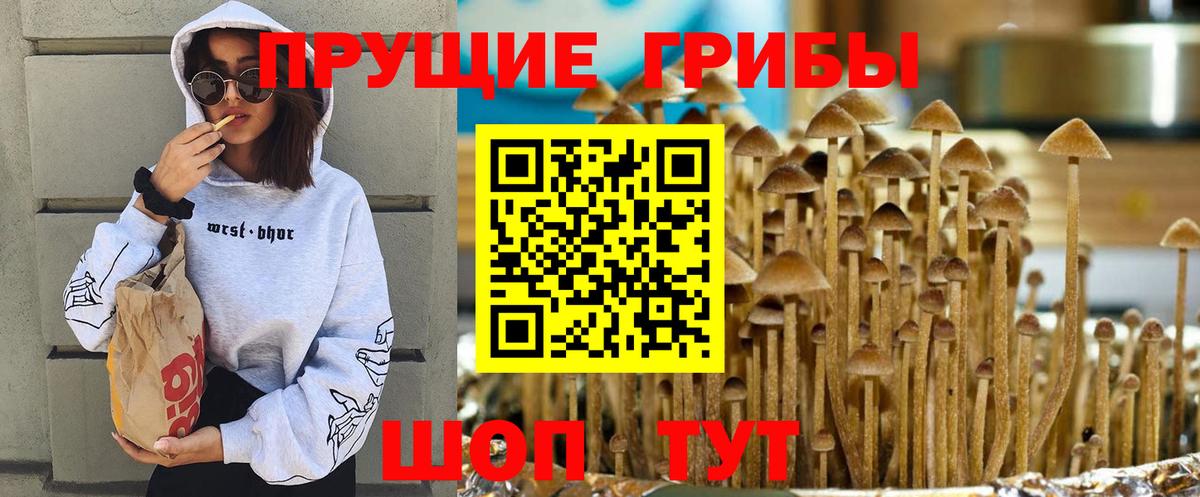 Псилоцибиновые грибы Cubensis  Галлюциногенные грибы Psilocybine cubensis  Торжок  Вход с VPN 